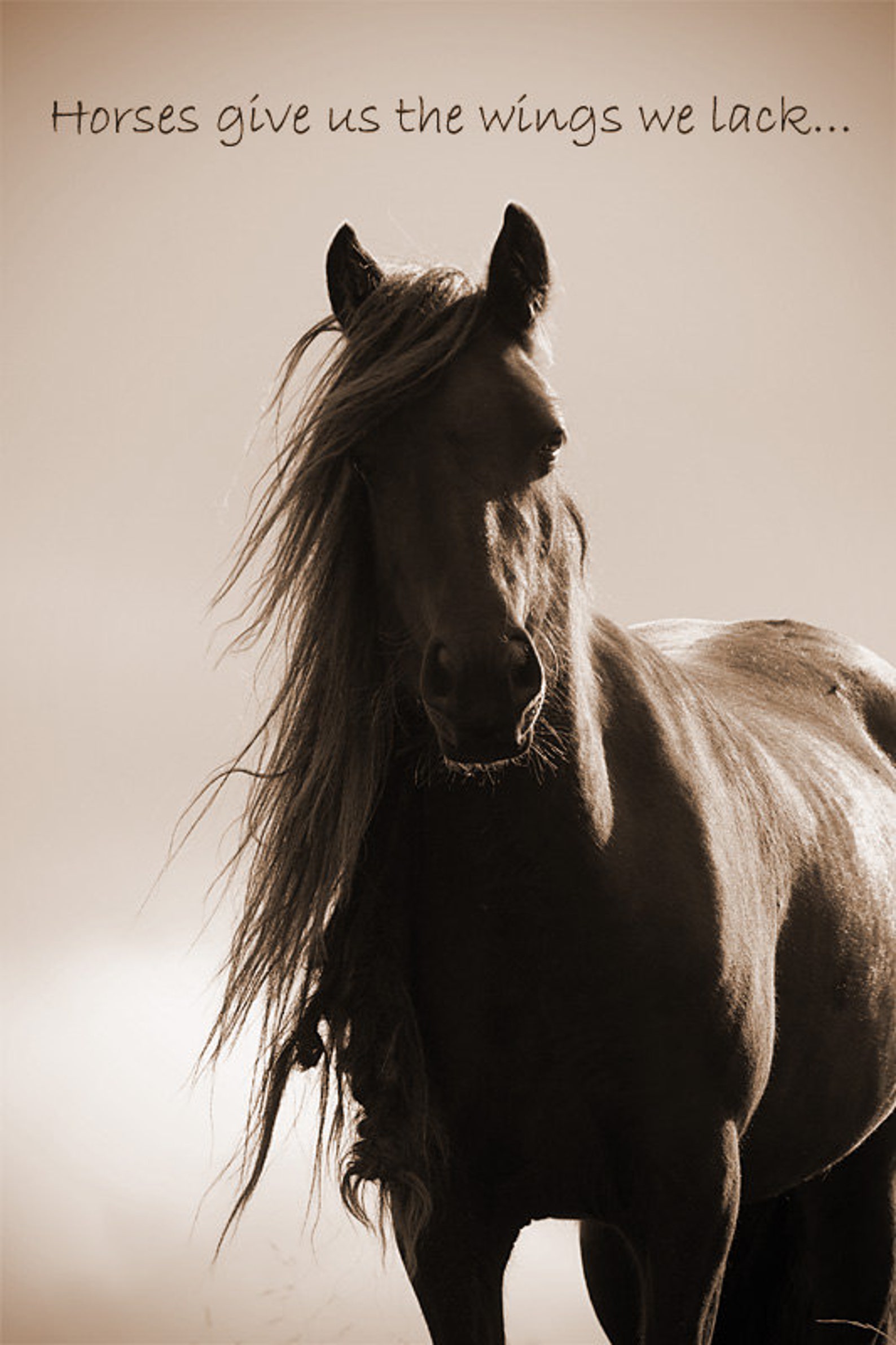 Обложка лошади. Красивые лошади. Картинки лошадей. Картинки на рабочий стол лошади. Профессиональные фотографии лошадей.