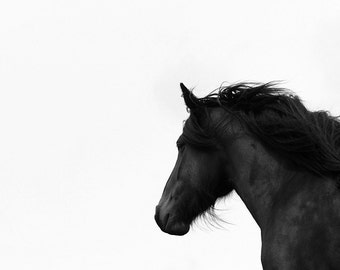 Black horse photo, equine art, equestrian decor, minimalist decor, animal photograph, , dales pony