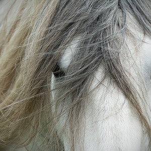 Equestrian decor, equine art, horse photo, rustic horse, horse art, animal photograph, dales pony image 3