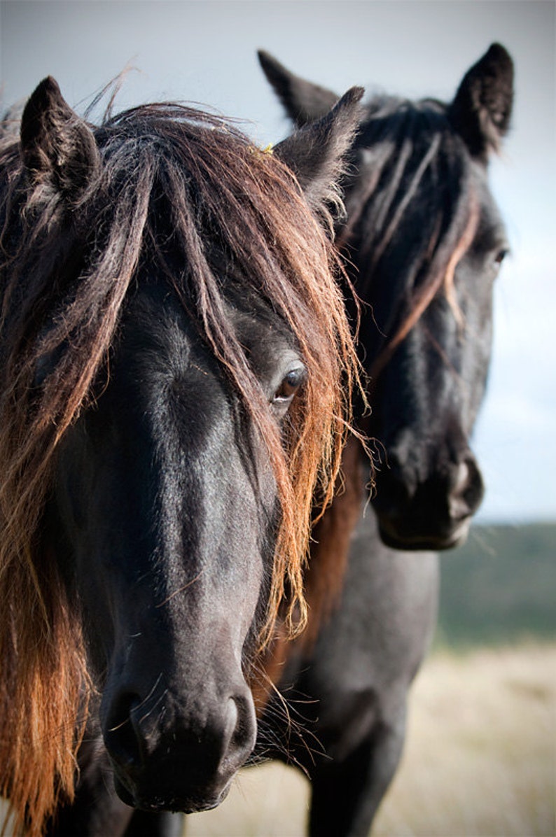 Horse Photo, Black and White, Chestnut Brown, Equine Art, Fine Art