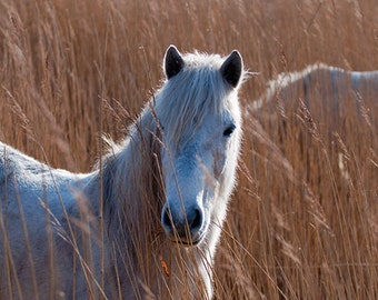 Rustic horse decor, horse photo, equine art, animal photograph, gold, yellow, choice of sizes