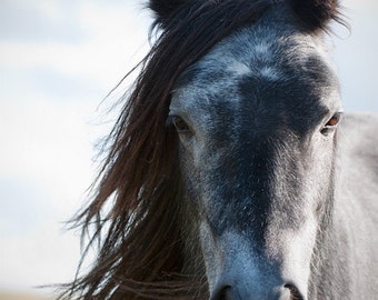 horse photo, equine art, dapple grey pony, grey, silver, equine wall decor,