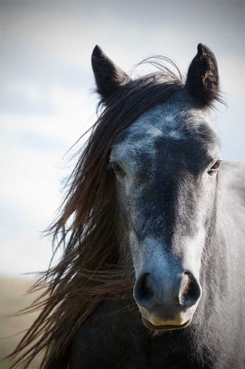 May include: A close-up of a gray horse with a long, dark mane and a white patch on its forehead. The horse is looking directly at the camera.