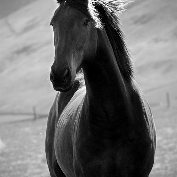 Horse photo, black horse, equine art, animal photo, black beauty, horse art, various sizes