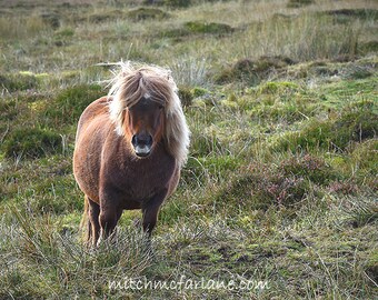 Horse photo, horse wall art, pony photo, equine art, shetland pony photo, horse decor, horse art, equestrian decor, equine photography