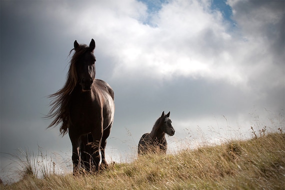 Equestrian decor, horse photography, fine art horse print, large horse art, horse art, horse home decor