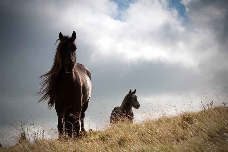 May include: Two black horses standing in a field of tall grass. The horse in the foreground has its mane blowing in the wind. The sky is cloudy.
