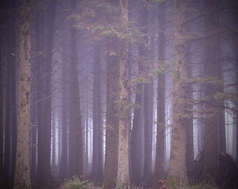 Forest photo, trees, woods, foggy, misty, surreal art, purple lilac mauve