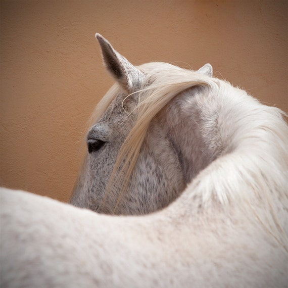 Horse art, horse photo, equine wall decor, animal print, square art print, 5x5, 8x8, 12x12
