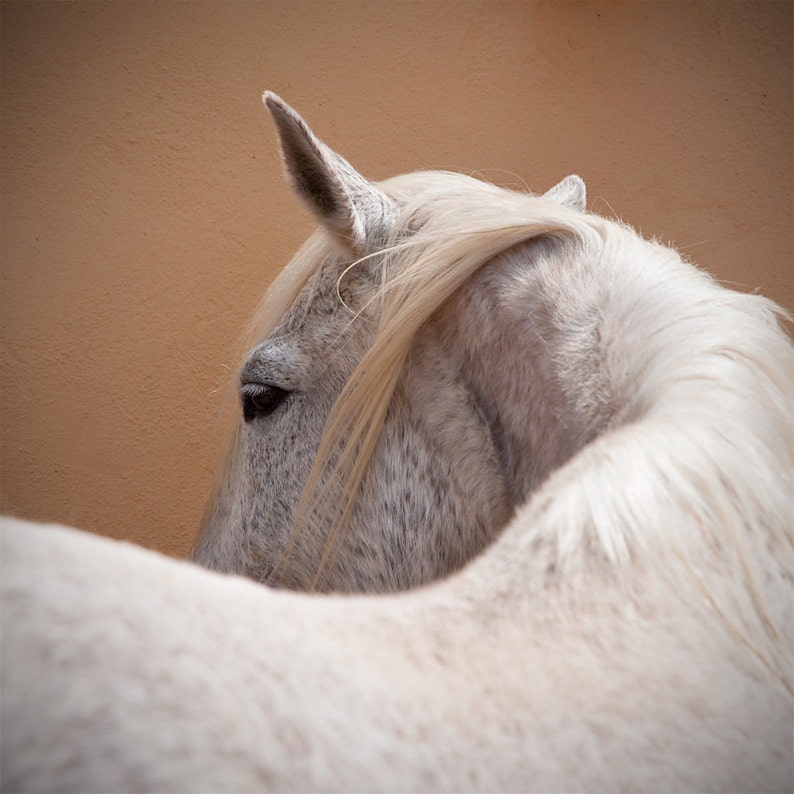 Puede incluir: Primer plano de la cabeza y el cuello de un caballo blanco. El caballo tiene una larga melena fluida y un pelaje de color claro. El fondo es de color s&oacute;lido y c&aacute;lido.