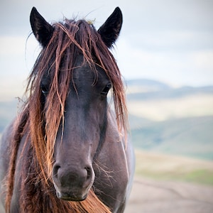 Foto di cavallo, arte equina, arte rustica, cavallo marrone, fotografia animale, castano marrone, arredamento fienile, pony caduto