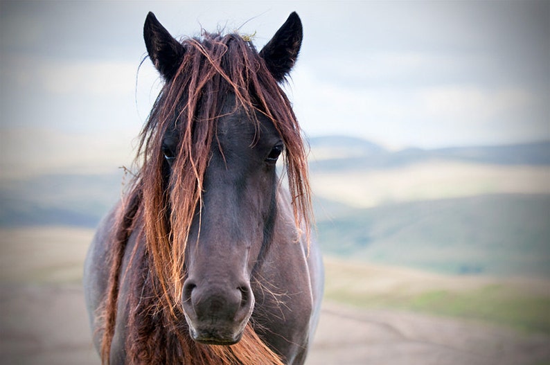 Horse photo, equine art, rustic art, brown horse, animal photograph, chestnut brown, barn decor, fell pony image 1