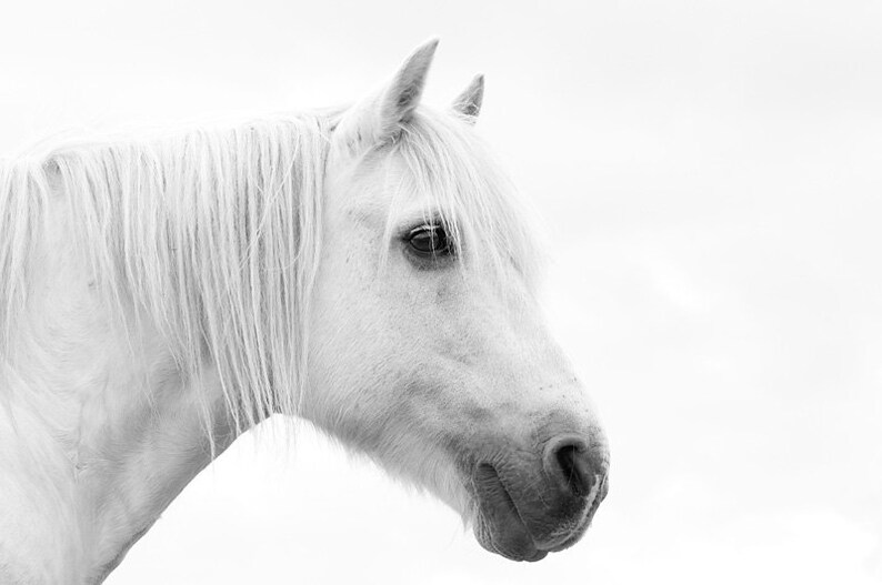 Horse art, equine art, horse photography, equine decor, shabby chic wall art, white, sepia, mint, green, aqua 画像 2