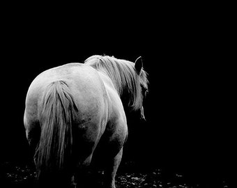 White horse photo, black and white horse photo, fine art photo, horse print, horse art, equestrian decor