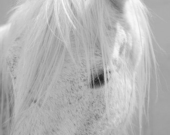 White horse photo, horse photography, black and white horse photo, equine art, nursery decor, horse art