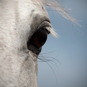 Ojo de caballo, foto de ojo equino, gris, plata, azul, arte equino, decoración del hogar equino, ojo de caballo de cerca