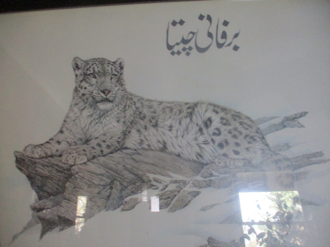 Snow Leopard Conservation Sign 1970s Pakistan Urdu/english No Hunting Sign 29 X 25 Framed Print