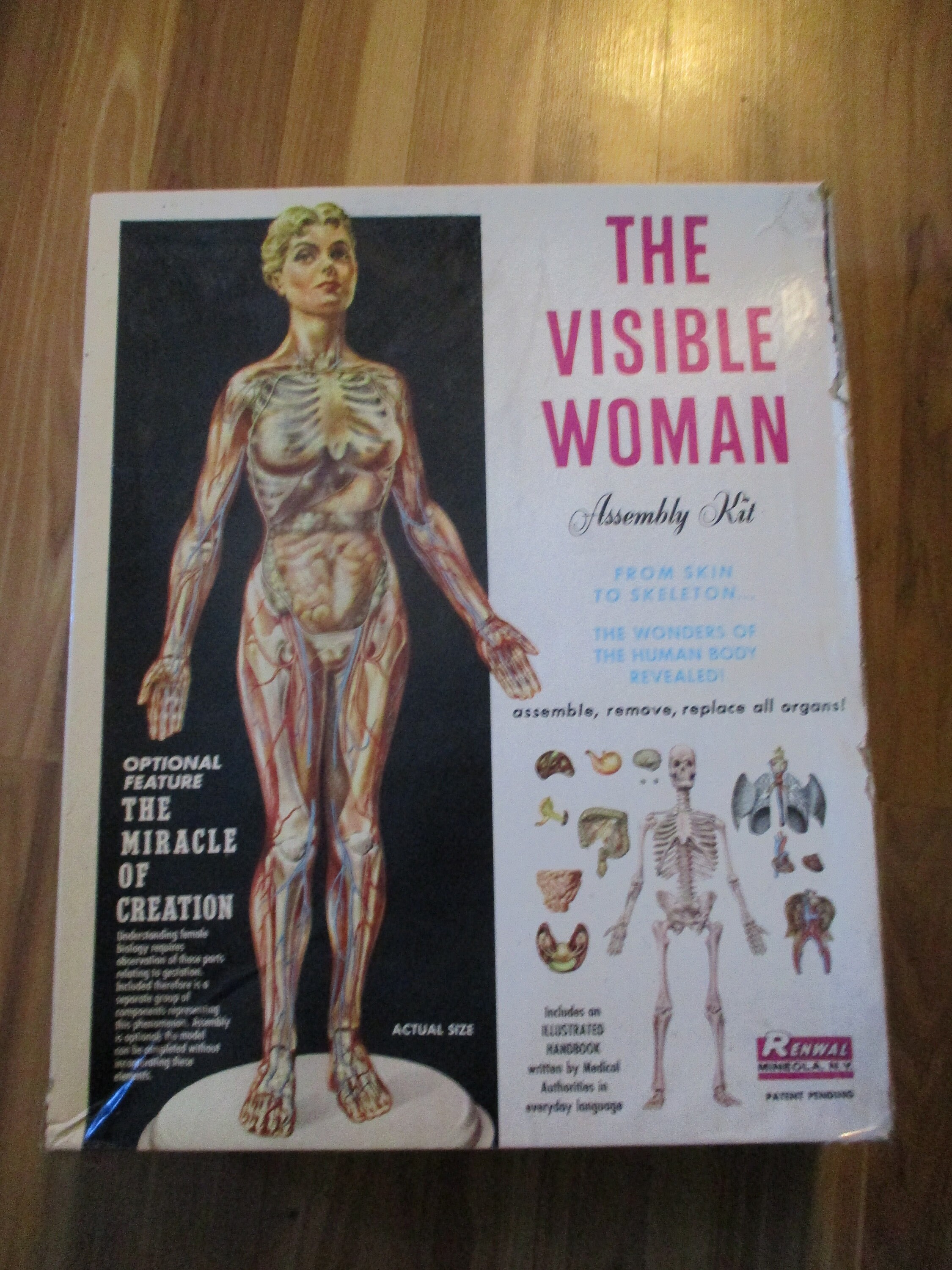 最終値下げ】VISIBLE WOMAN 人体模型