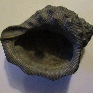 May include: A gray seashell ashtray with a textured surface. The shell is shaped like a conch and has a wide opening.