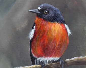 Bird Art / Wildlife Painting / Flame Robin  / Original 5 x 5 inch bird acrylic painting / Realistic SFA / Australian Bird