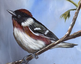 Bird Art / Wildlife Painting / Bay Breasted Warbler / Original 5 x 5 inch bird acrylic painting / Realistic SFA