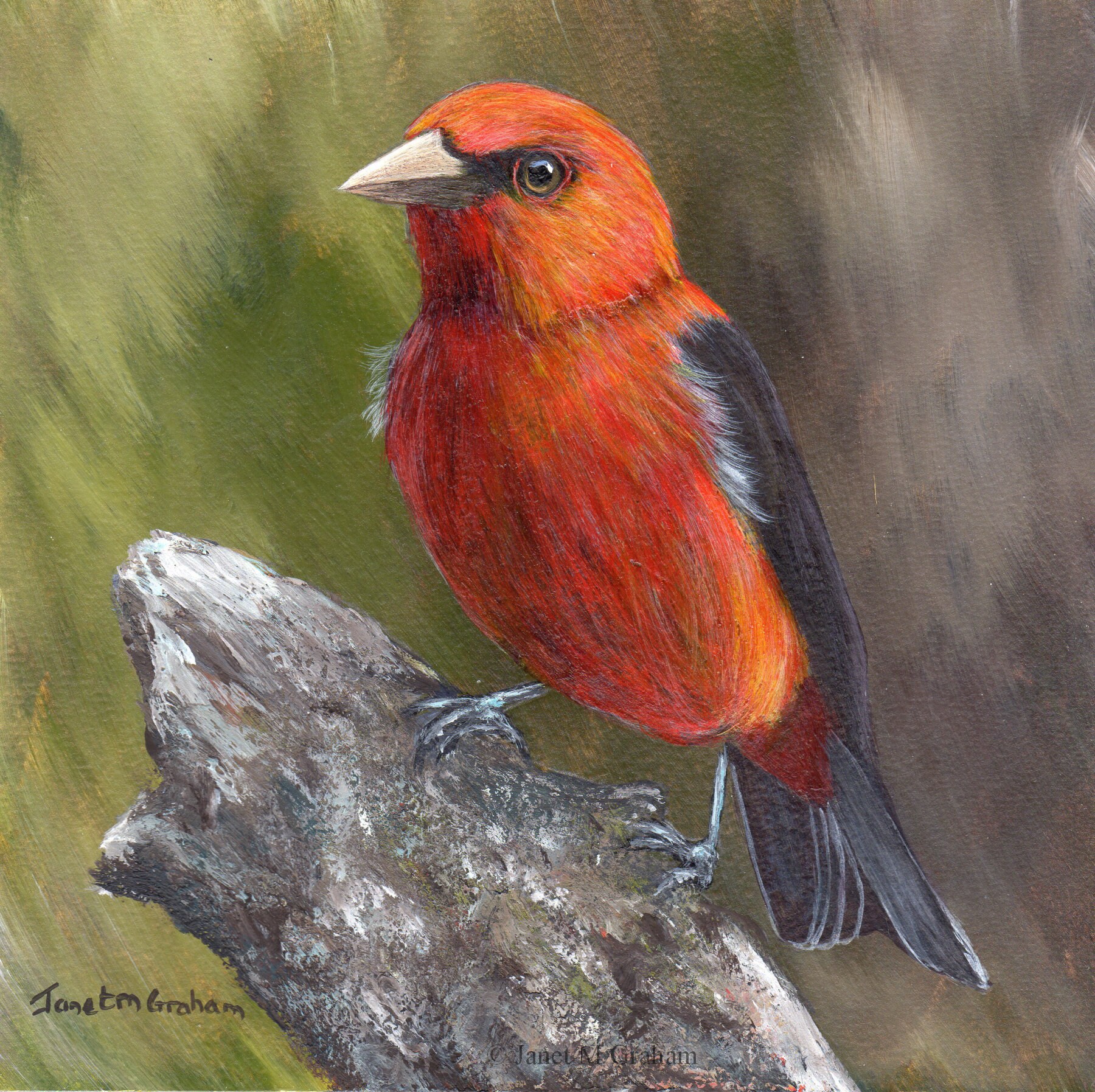 Bird Art / Wildlife Painting / Scarlet Tanager / Original 5 X 5 Inch ...