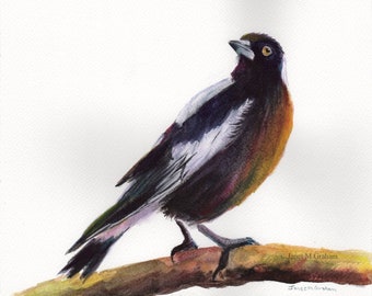 Australian Magpie/ Bird/ Art / SFA / Original hand painted bird Watercolour painting / Australian Bird / Australian Wildlife