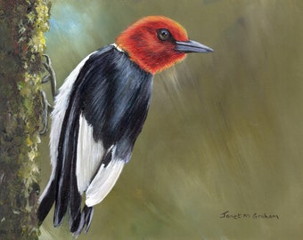 Bird Painting -  Art - Red Headed Woodpecker - SFA - Wildlife -  Original hand painted bird acrylic painting - Realistic Bird