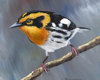 Bird Painting -  Art -  Blackburnian Warbler - SFA - Wildlife Painting -  Original hand painted bird acrylic painting  - Realistic Bird