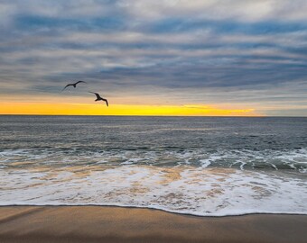 Lavallette Seagull Sunrise II | Seagull BFFs | President Ave | by Richard Pasquarella