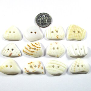 Puede incluir: Una colección de doce botones de concha marina de varias formas y tamaños, con dos o tres agujeros cada uno. Los botones son principalmente de color blanquecino, algunos con marcas marrones o beige. Se incluye una moneda de 10 centavos estadounidense como referencia de tamaño.