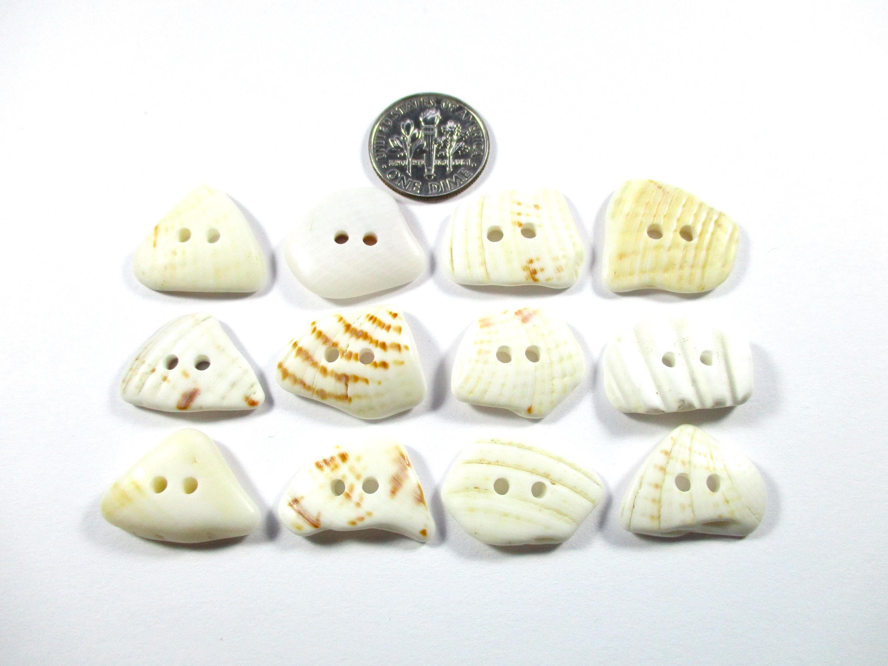 SEASHELL BUTTONS 12 Natural Unaltered Genuine Shells 20mm White Brown ...