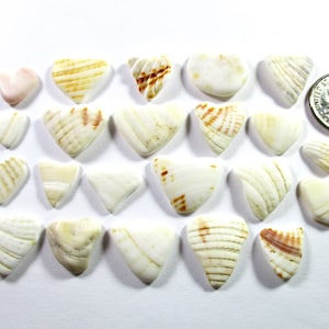 SEA SHELL HARTEN 20 Wit Bruin Echte Natuurlijke Ongewijzigde Vorming Door Egeïsche Zee Strand Gevonden Ongeboorde Kralen Art Craft Sieraden Kralen U 1849