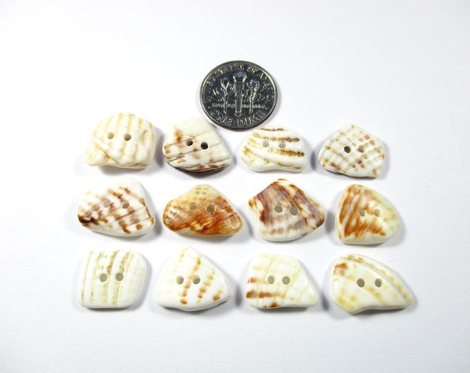 SEASHELL BUTTONS 12 Natural Unaltered Genuine Shells 15mm White Brown ...