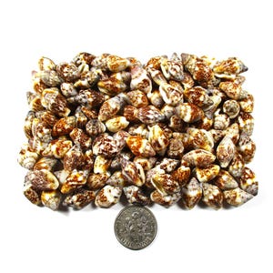 May include: A pile of small seashells with brown and white patterns, next to a US dime coin for size comparison. The shells have a variety of shapes and textures, and are scattered on a white background. The shells are a natural product.