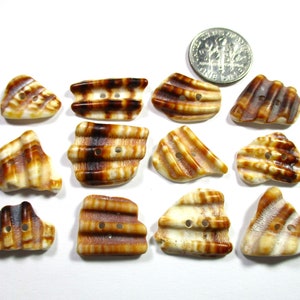 May include: Twelve brown and white shell buttons with two holes each. The buttons are various shapes and sizes, and some have a rippled texture.