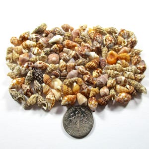 May include: A collection of small seashells in various shapes and colors, including white, brown, and orange, are arranged on a white surface. A US dime is placed near the shells for size comparison.