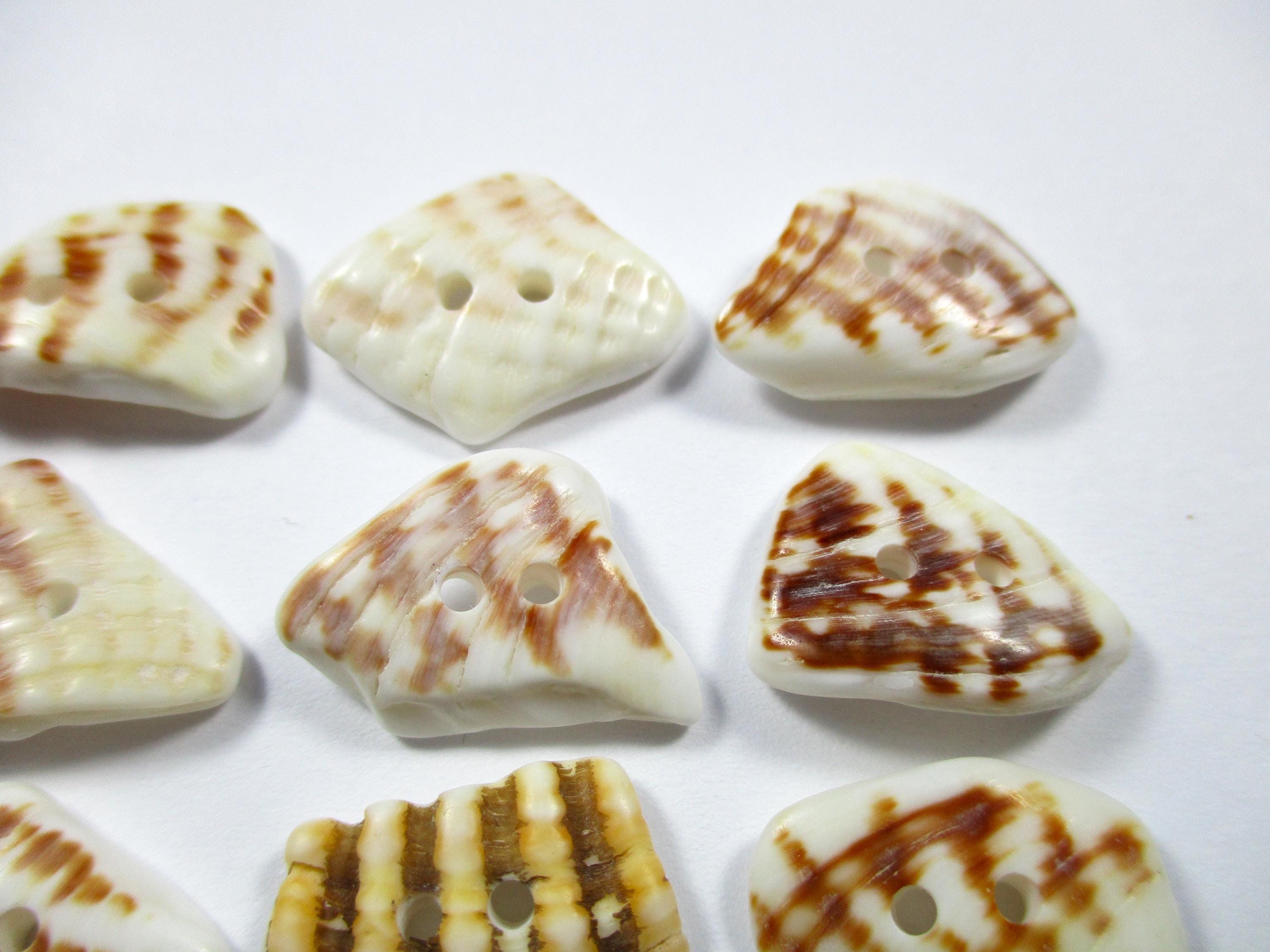 SEASHELL BUTTONS 12 Natural Unaltered Genuine Shells 17mm White Brown ...