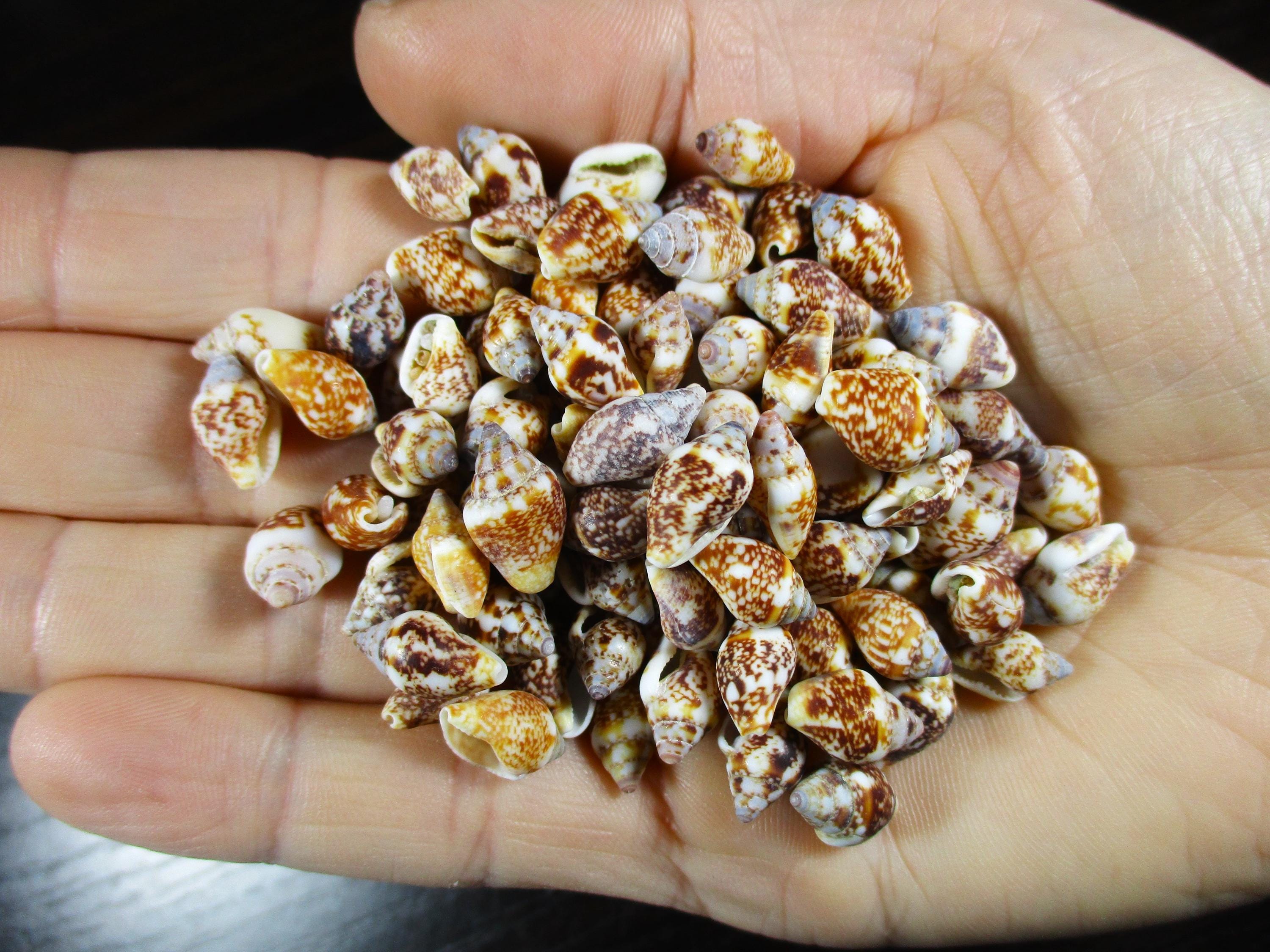 140 SEASHELLS Small Tiny Dove Shells 11mm - 12mm Aegean Sea Greek Beach ...