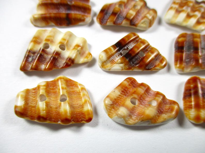 SEASHELL BUTTONS 12 Natural Unaltered 17mm Brown White Real Surf ...