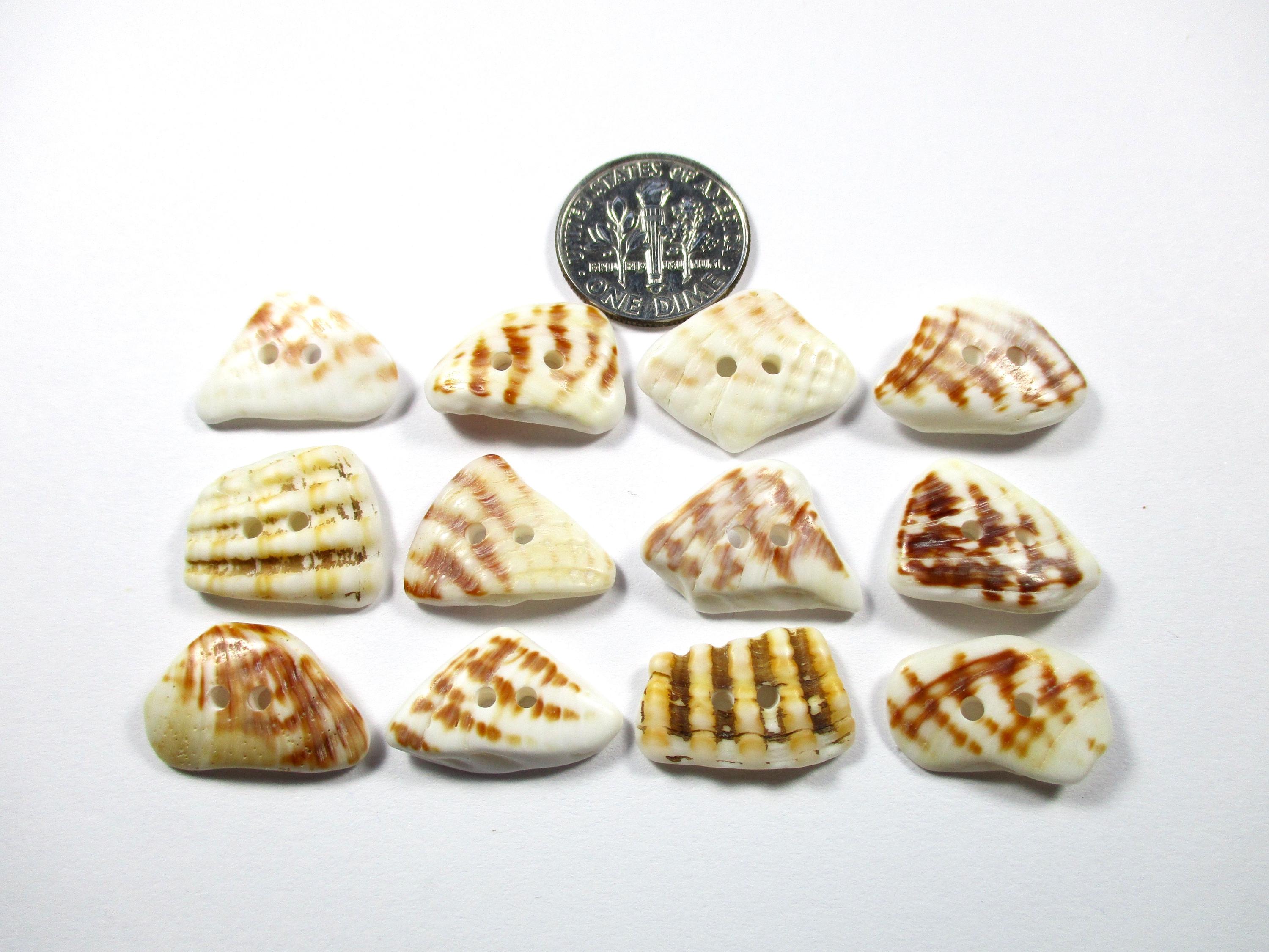SEASHELL BUTTONS 12 Natural Unaltered Genuine Shells 17mm White Brown ...