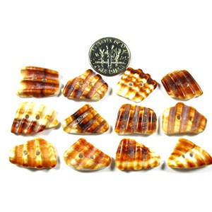 May include: A collection of twelve shell-shaped buttons with a natural, striped pattern in shades of brown and cream. Each button has two holes for sewing. A US dime is included for size reference.