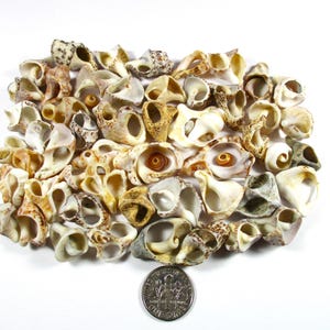 Op de afbeelding: Een verzameling kleine, diverse schelpen in crème-, beige- en bruintinten, met een munt ter vergelijking. De schelpen hebben verschillende vormen en texturen, perfect voor knutselen of strandthema-decoratie.
