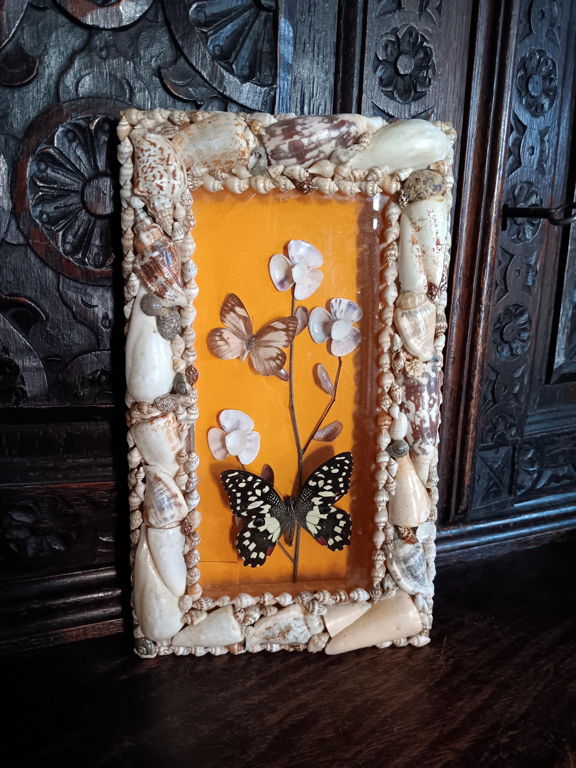 愛らしい小さなビンテージのフレーム付き蝶と貝殻のアート シャドー