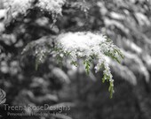 Erste Schnee - grüner Farn und Schnee - Naturfoto