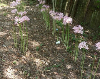 PINK NAKED LADY Surprise-leliebollen - Lycoris Squamigera - Arkansas Delta - 50+ jr - Lot van 8