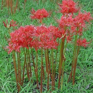 END OF SEASON Sale!--60+ Red Spider Surprise Lily Bulbs-Heirloom-Arkansas Delta-90+ yrs Old-2024 Harvest-Read Second Sentence In Description