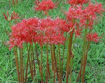 END OF SEASON Sale!--60+ Red Spider Surprise Lily Bulbs-Heirloom-Arkansas Delta-90+ yrs Old-2024 Harvest-Read Second Sentence In Description