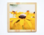 Wood Mounted Dreamy Brown Eyed Susan Floral Fine Art Photography