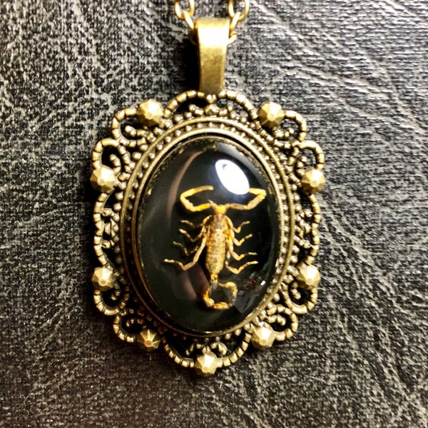 Real Golden Scorpion Specimen on Black Resin in Metal Lace Bronze Setting Entomology Bug Scorpio Necklace